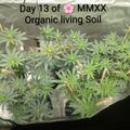 Young plants growing in containers under a protective covering in what appears to be an indoor growing setup