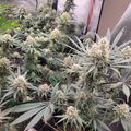 Indoor plants growing in containers under artificial lighting in a grow tent setup