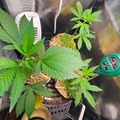 Indoor growing setup with plants, fans, and monitoring equipment in a reflective enclosure