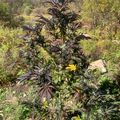 A tall cannabis plant with dark purple leaves growing outdoors in a natural hillside setting with mountains and autumn foliage in the background