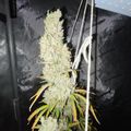 Indoor plant growing under artificial lighting in a grow tent setup