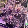 Purple-leafed plants growing under artificial lighting in an indoor growing setup
