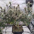 Indoor plant growing setup with multiple plants under artificial lighting in a controlled environment