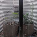 A greenhouse interior view through glass doors showing two large cylindrical planters with young plants growing inside, surrounded by corrugated metal walls