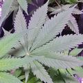 Close-up view of green serrated leaves with distinctive palmate shape growing densely together