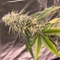 Cannabis plant with flowering buds and serrated leaves growing outdoors