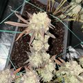 Cannabis plant with dense flower buds growing in a pot with protective netting