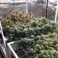 Indoor growing setup with plants in a controlled environment tent