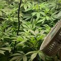Indoor plants with serrated leaves growing under artificial lighting with a fan for air circulation