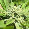 Close-up view of a green cannabis plant showing serrated leaves and developing flower buds covered in trichomes