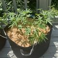 A potted plant with green leafy foliage growing in a fabric container on a wooden deck near a fence