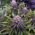 Cannabis plants with purple-tinted leaves and flowering buds in an outdoor garden setting