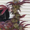 A tall plant with reddish-purple serrated leaves and dense flower clusters growing in a black pot against a white siding background.