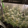 Indoor growing setup with plants under artificial lighting and ventilation equipment