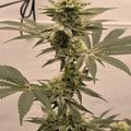 Cannabis plant with serrated leaves and flowering buds growing indoors under artificial lighting