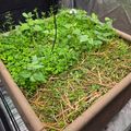 A raised garden bed filled with various green leafy plants and herbs growing in soil covered with straw mulch, with an irrigation system visible
