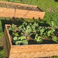 Two wooden raised garden beds with leafy vegetables growing in dark soil, surrounded by green grass in a backyard setting