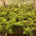 Indoor plants growing under artificial lighting in a controlled environment