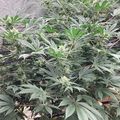 Dense green leafy plants growing outdoors in natural lighting