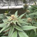 Cannabis plants growing indoors with developing flower buds