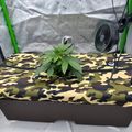 Indoor growing tent with a small plant in a pot on a camouflage-patterned surface, with a fan and growing equipment visible