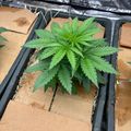 A green leafy plant growing in a cardboard box inside what appears to be an indoor growing setup with reflective walls.