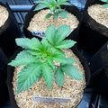 Young cannabis plants growing in black fabric pots with rice hull mulch in a greenhouse setting