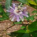 Purple passion flower with intricate fringed petals and green leaves on a vine