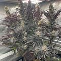 Indoor plants growing under artificial lighting in a controlled environment