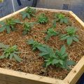 A wooden raised garden bed containing young tomato plants with green leaves growing in mulched soil, positioned against insulation materials in what appears to be a construction or storage area.