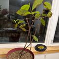 A small potted plant with green leaves and brown stems growing in a red pot, placed on a windowsill next to coiled black cable