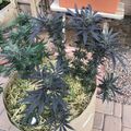 Garden plants growing in containers on a patio area with wooden planters and brick pavement
