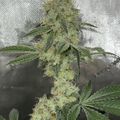 Cannabis plant with flowering buds growing indoors under reflective material