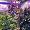 Indoor grow tent with various plants under purple LED lighting