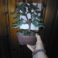 A person's hand holding a small bonsai tree in a brown pot, with green foliage and visible training wire on the branches
