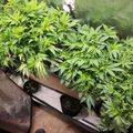 Indoor plant growing setup with seedlings under grow lights