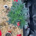 A green leafy plant growing in a red pot surrounded by straw mulch in what appears to be a greenhouse or growing setup.