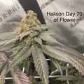 Cannabis plant with flowering buds at 70 days of growth