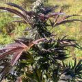 Cannabis plants with dark purple and green leaves growing outdoors in a natural setting with trees and foliage in the background