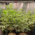 Indoor growing setup with plants under artificial lighting in a reflective tent enclosure