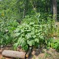 A lush backyard vegetable garden with large leafy plants, sunflowers, tomato cages, and a wooden fence surrounded by mature trees