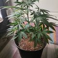 A potted plant with serrated green leaves growing in a black container on a wooden floor indoors