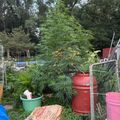 A backyard garden area with various plants, containers, and gardening supplies surrounded by trees and fencing.