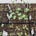 Seedling trays containing various young plants and sprouts with white plant identification labels in a nursery or greenhouse setting