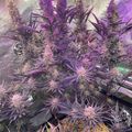 Indoor grow tent with purple-tinted plants under LED lighting