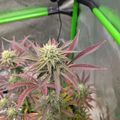 Cannabis plant with purple and green leaves growing in an indoor cultivation setup