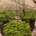 Indoor plant growing setup with artificial lighting and ventilation equipment