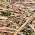 Small green seedlings emerging through dried brown grass and plant debris on the ground
