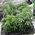 Indoor plants growing in a container with ventilation equipment visible