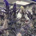 Indoor plants growing under artificial lighting in a controlled environment